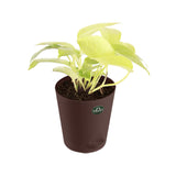 Snake plant and Money plant with Attractive Self Watering Pot (Assorted color pot)