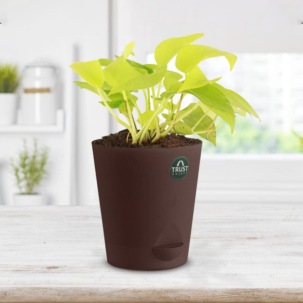 money plant pot color Money Plant (Gold) with Attractive Self Watering Pot (Assorted color p – TrustBasket