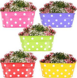 Oval Balcony Railing Garden Flower Pots/Planters Dotted - Set of 5 (Red, Yellow, Green, Magenta, Purple)