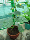 Cucumber green seeds (Hybrid)