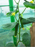 Cucumber green seeds (Hybrid)