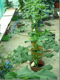Bhindi seeds-Hybrid