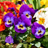 Pansy mixed seeds (Hybrid)