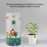 Money plant and Peace lily with Attractive Self Watering Pot (Assorted color pot)