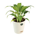 Money plant and Peace lily with Attractive Self Watering Pot (Assorted color pot)
