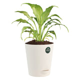 Money plant and Peace lily with Attractive Self Watering Pot (Assorted color pot)