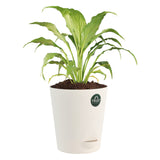 Peace lily and Syngonium with Attractive Self Watering Pot (Assorted color pot)