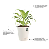 Peace lily and Syngonium with Attractive Self Watering Pot (Assorted color pot)