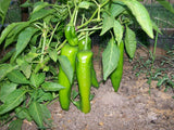Chilli big seeds (Hybrid)