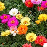 Portulaca mixed seeds (OP)