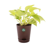 Money Plant (Gold) with Attractive Self Watering Pot (Assorted color pot)