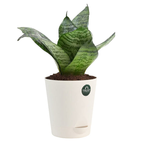 snake and spider plants Snake plant and Spider plant with Attractive Self Watering Pot (Assort – TrustBasket