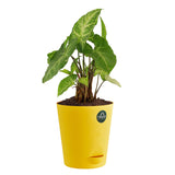 Syngonium Plant with Attractive Self Watering Pot (Assorted color pot)