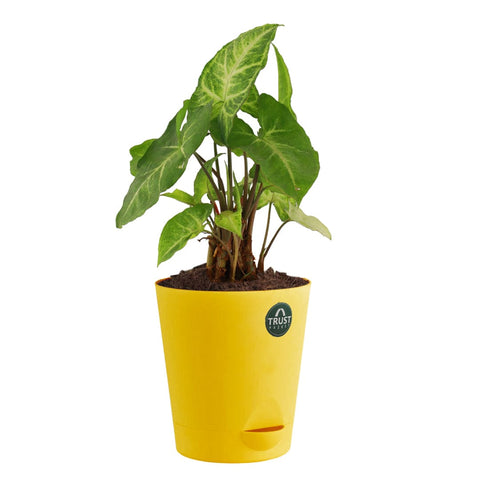 All Indoor Plants - Syngonium Plant with Attractive Self Watering Pot (Assorted color pot)