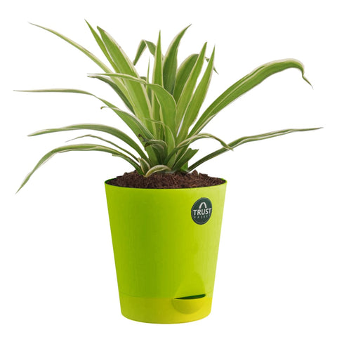 All Indoor Plants - Spider Plant with Attractive Self Watering Pot (Assorted color pot)