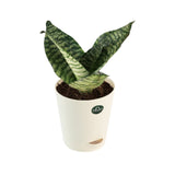Snake Plant with Attractive Self Watering Pot (Assorted color pot)