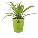 Spider Plant with Attractive Self Watering Pot (Assorted color pot)