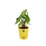 Syngonium Plant with Attractive Self Watering Pot (Assorted color pot)