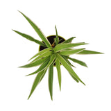 Spider Plant with Attractive Self Watering Pot (Assorted color pot)