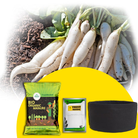 Best Vegetable & Gardening Kit in India - TrustBasket Micro greens Kit (Radish)