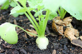 Raddish long white seeds (Hybrid)