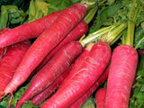 Raddish red seeds (Hybrid)