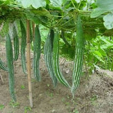 Snake Gourd seeds ( Hybrid )