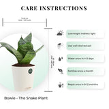 Snake plant and Spider plant with Attractive Self Watering Pot (Assorted color pot)
