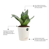 Snake plant and Money plant with Attractive Self Watering Pot (Assorted color pot)