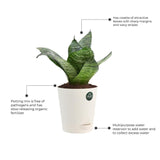 Snake plant and Syngonium with Attractive Self Watering Pot (Assorted color pot)