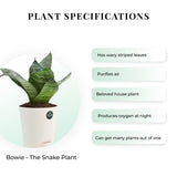 Snake Plant with Attractive Self Watering Pot (Assorted color pot)