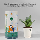 Snake plant and Money plant with Attractive Self Watering Pot (Assorted color pot)