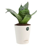 Snake plant and Money plant with Attractive Self Watering Pot (Assorted color pot)