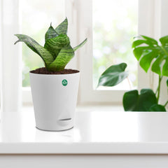 snake plant self watering pot Snake Plant with Attractive Self Watering Pot (Assorted color pot) – TrustBasket