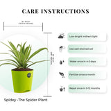 Spider Plant with Attractive Self Watering Pot (Assorted color pot)
