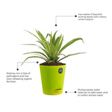 Spider plant and Syngonium with Attractive Self Watering Pot (Assorted color pot)