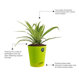 Spider plant and Peace lily with Attractive Self Watering Pot (Assorted color pot)