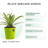 Spider Plant with Attractive Self Watering Pot (Assorted color pot)