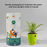 Spider plant and Money plant with Attractive Self Watering Pot (Assorted color pot)
