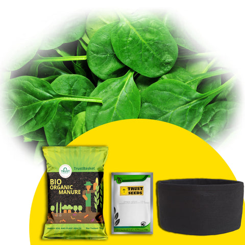 Best Vegetable & Gardening Kit in India - TrustBasket Micro greens Kit (Spinach)