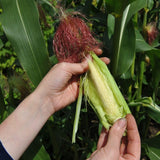 Baby corn seeds (Hybrid)