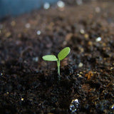 Beetroot seeds (Hybrid)