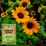 Sun flower miniatre seeds (OP)