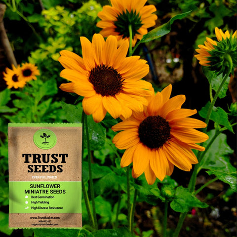 Buy Best Sunflower Plant Seeds Online - Sun flower miniatre seeds (OP)