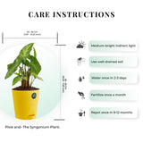 Syngonium Plant with Attractive Self Watering Pot (Assorted color pot)