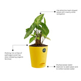 Spider plant and Syngonium with Attractive Self Watering Pot (Assorted color pot)