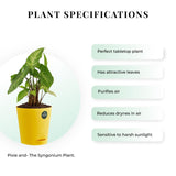 Syngonium Plant with Attractive Self Watering Pot (Assorted color pot)