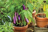 Brinjal long purple seeds (Hybrid)