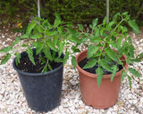 Tomato round seeds (Hybrid)