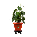 Garden Accessories Online - Movable Heavy Duty Trolley Pot Stand for Plants with 14 inch Plate